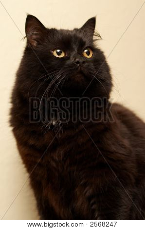 黒い猫