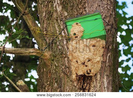 Hornets Nest In The Summer At A Bird House