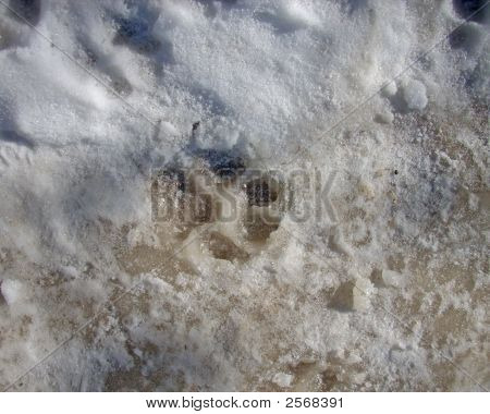 Wildlife Paw Tracks im Schnee