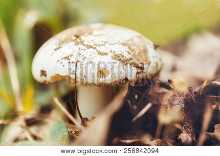 Macro Of Beautiful Small Red Yellow Mushroom In Autumn Forest Grass Moss. View From Top Above. Fungu