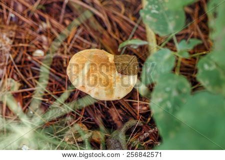 Macro Of Beautiful Small Red Yellow Mushroom In Autumn Forest Grass Moss. View From Top Above. Fungu