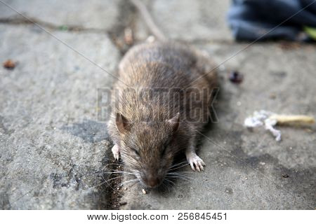 Dead Rat. Dead Rat being swept into the gutter of the street in a homeless encampment. Sewer Rat at homeless camp. 