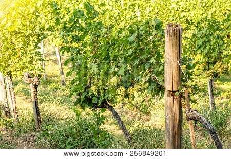 Scenic View On Vineyard Rows On A Hill In Late Summer