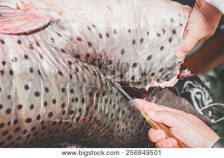 Hands Of A Fishmonger Slicing Pintado. Brazilian Pintado Fish, Leather Fish With Rounded Black Spots