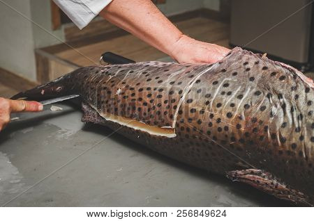 Cleaning The Fish And Cutting It Into Pieces. Hands Of A Fishmonger Slicing Pintado Fish. Pintado Fi