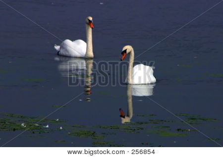2 Svaner blå vand 003