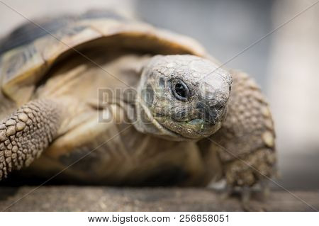 Portrait Of A Tortoise (testudo Hermanni Boettgeri) Climbing On A Piece Of Wood