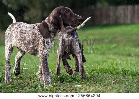 German Shorthaired Pointer, German Kurtshaar Two Puppies Age Three Months Standing On The Grass, One