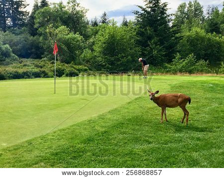 Quadra Island, British Columbia, Canada - July 7th, 2018: A Man Putting For Birdie On The 18th Hole 