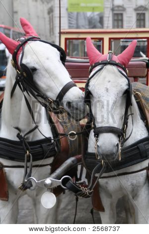 Caballos tirando un Fiaker en Viena