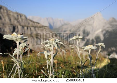 Some Beautiful Edelweis Flowers In Front Of A Rock Wall