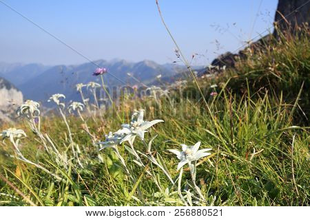 Some Edelweis Flowers On A Field With Mountains In Background