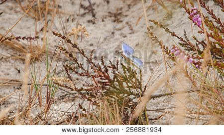 Adonis Blue Butterfly - Lysandra Bellargus Pair On Oxeye Daisy - Leucanthemum Vulgare