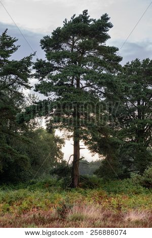 Beautiful Summer Sunset Landscape Image Of Ashdown Forest In English Countryside With Vibrant Colors