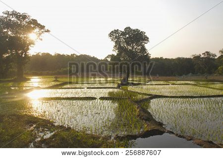 Sun Reflection In A Rice Field, Kueshi Village, Goa