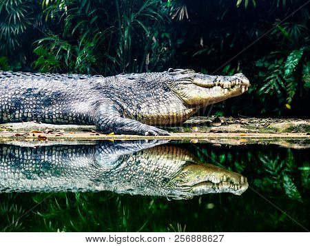 Salt Water Crocodile At Waters Edge Of River In Jungle With Reflection. Dark Contrast Image