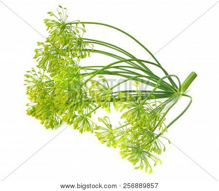 Fresh Dill Flower Isolated On White Background