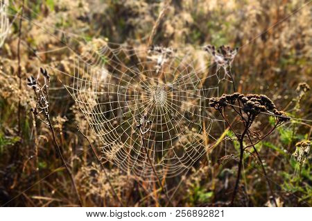 A Large Cobweb On The Grass, Early Autumn Morning, Great Work, Beautiful, The Creation Of A Spider