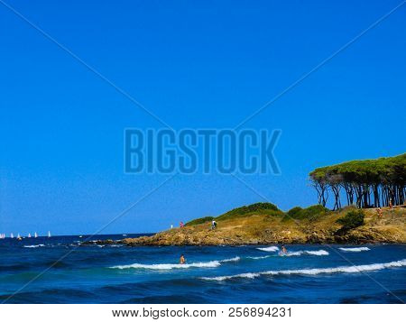Pines At The Beach Of Porto Ainu, Near Budoni, Gallura, East Sardinia, Sardinia, Italy, Europe