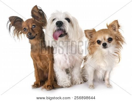Little Dogs In Front Of White Background
