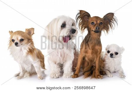 Little Dogs In Front Of White Background