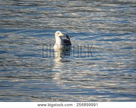 Seagull On The Calm Reflecting Sea Surface Closeup