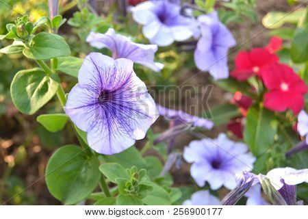 Flower On Village Background Bloom Blossom Closeup Flora Flowe Rgarden Green Natura Lnature Purple S