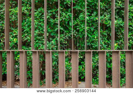 Old Iron Fence With Rustproof Coating With Green Ornamental Trees. Fence With Green Leaves In The Pa