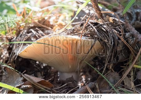 Lactarius Resimus, Mushroom Grows In The Forest