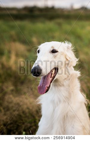 Profile Portrait Of Happy Russian Borzoi Dog In The Field. Close-up Image Of Beautiful Dog Breed Rus