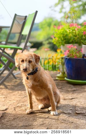 Little cute cross breed dog outdoor in the garden