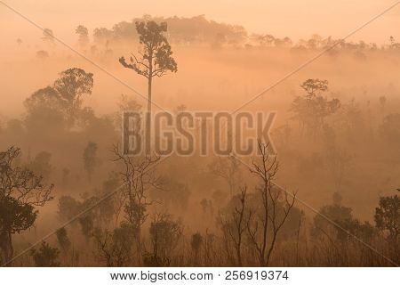 Beautiful Forest Landscape Of Foggy Sunrise In Thung Salaeng Luang National Park (nong Mae Na), Thai