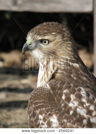 Redtai Hawk