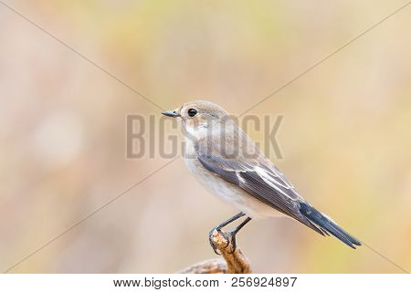 Ficedula Hypoleuca Or   Papamoscas Cerrojillo On A Brunch