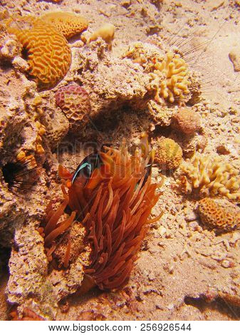 View Of Corals And Fish In The Red Sea