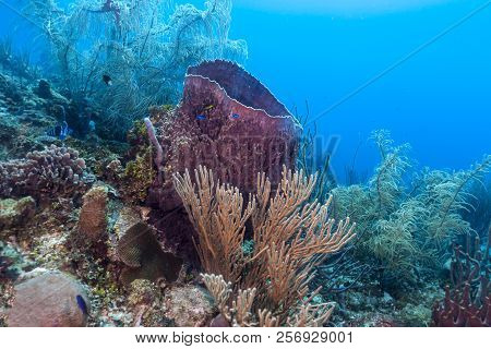 Coral Reef In Carbiiean Sea Giant Barrel Sponges