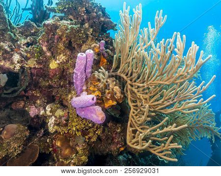 Coral Reef In Carbiiean Sea Off Coast Of  Roatan