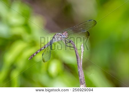 Dragonfly Is An Insect Belonging To The Order Odonata, Infraorder Anisoptera