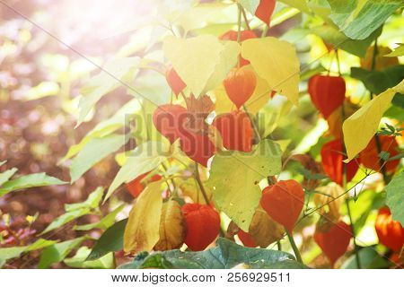 Fruiting Solanum Pseudocapsicum, Winter Cherry, Beautiful Nature