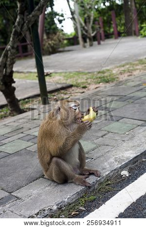 Monkey Eating Banana. Macaque, Macaca Fascicularis, Long-tailed Or Crab-eating Macaque At Monkey Hil