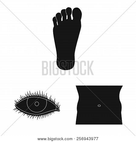 Isolated Object Of Human And Part Symbol. Set Of Human And Woman Stock Vector Illustration.