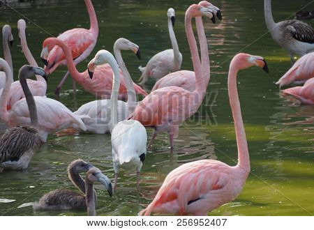 American Flamingo (scienntific Name: Phoenicopterus Ruber), Also Known As Caribbean Flamingo Or Grea