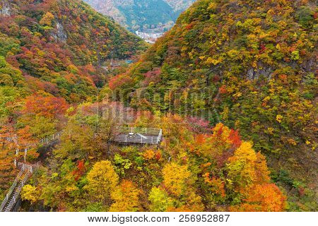 Forest in Autumn
