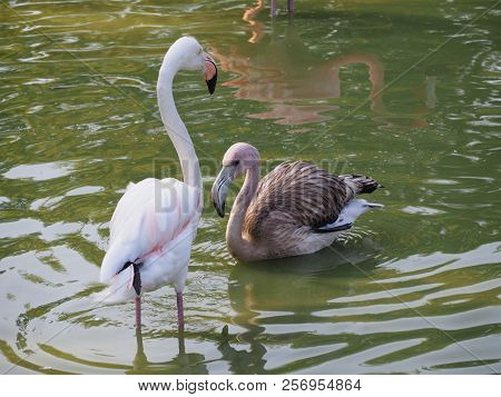 American Flamingo (scienntific Name: Phoenicopterus Ruber), Also Known As Caribbean Flamingo Or Grea