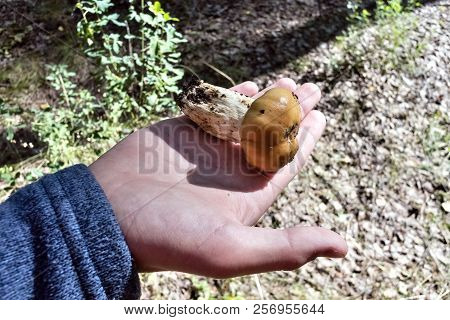 Mushroom With The Latin Name Russula Foetens Lies On The Palm Of A Man