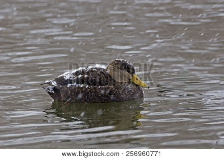A Male American Black Duck, Anas Rubripes In Winter