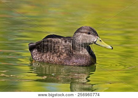 A Male American Black Duck, Anas Rubripes On The Water