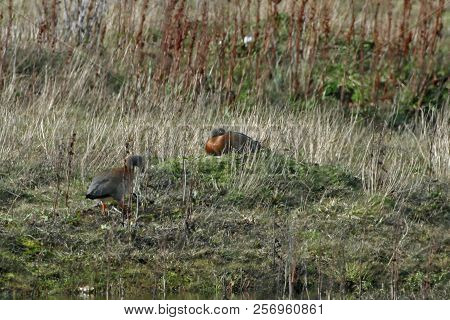 View Of An Ashy-headed Goose, Chloephaga Poliocephala Nesting