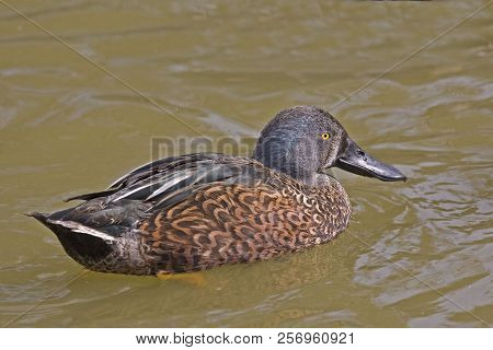 View Of A Male Australasian Shoveler, Anas Rhynchotis
