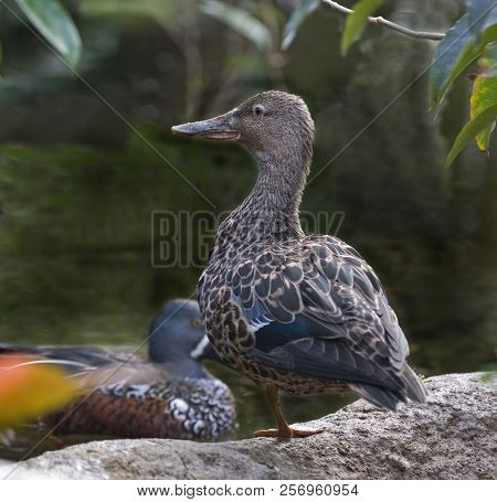 View Of A Female Australasian Shoveler, Anas Rhynchotis